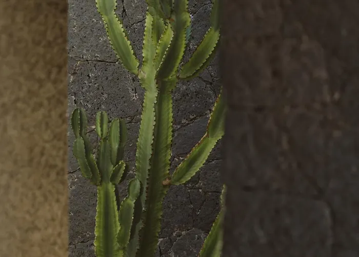 Canaryislandshost I Nativo * פאמארה